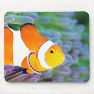 Mousepad Anemonefish do palhaço