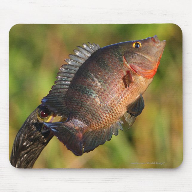 Mousepad Anhinga e peixes (Frente)