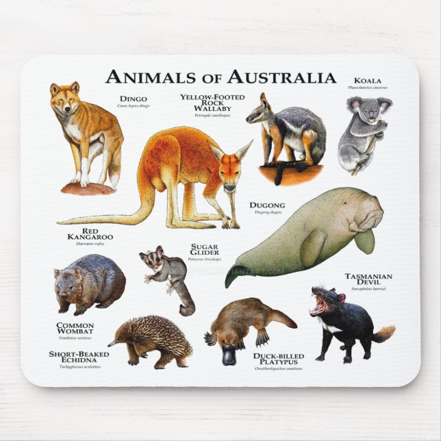 Mousepad Animais da Austrália (Frente)
