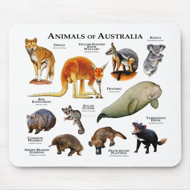 Mousepad Animais da Austrália (Frente)