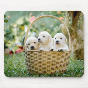 Mousepad animais, natureza, cachorrinho