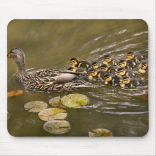 Mousepad Animal - Patos - Natação como um pato