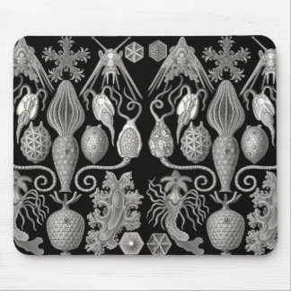 Mousepad "Anmphoridea; ou, Animais-Estrelas"
