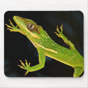 Mousepad Anole verde