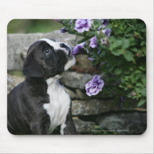 Mousepad Ânsia do cão do pugilista