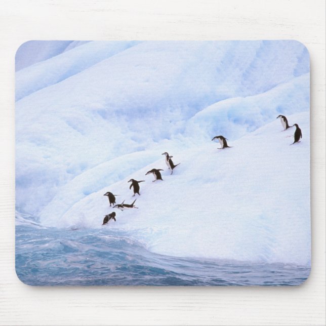 Mousepad Antártica, Península Antártica. Pinguim-de-barbich (Frente)