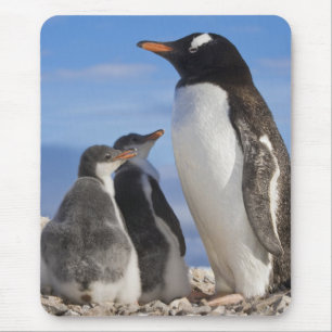 Mousepad Antártida, Neko Cove (Porto). Pinguim-de-gentes 2