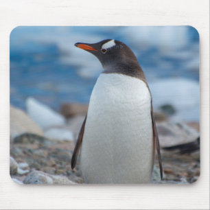 Mousepad Antártida. Neko Harbor. Pinguim-gentio