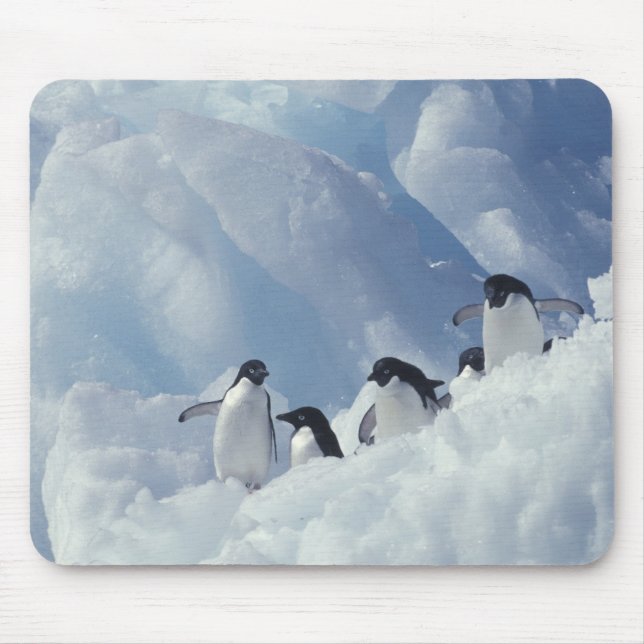 Mousepad Antártida. Pinguins-de-adélia (Frente)
