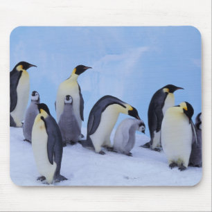 Mousepad Antártida, Pinguins Imperadores