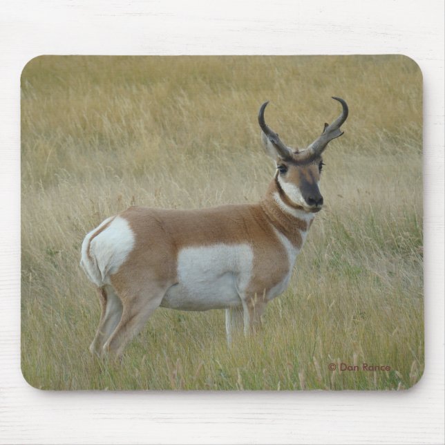 Mousepad Antílope A1 Bighorn (Frente)