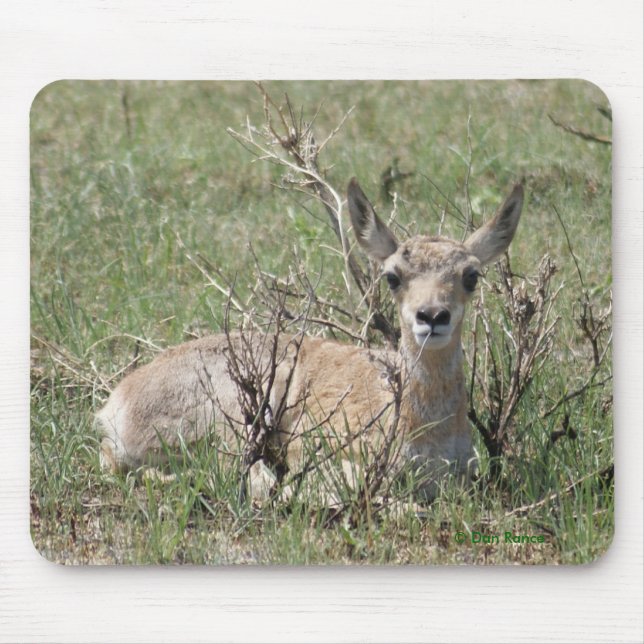 Mousepad Antílope de Pronghorn do bebê A7 (Frente)