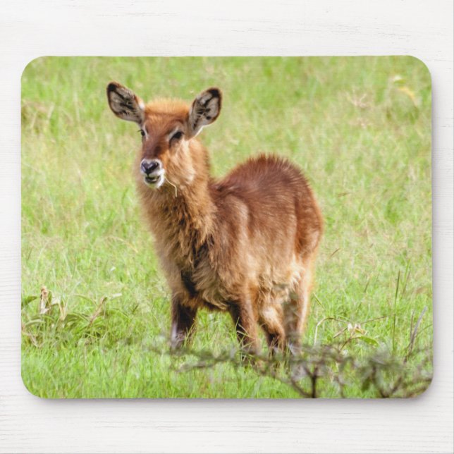 Mousepad Antílope novo Waterbuck das imagens | Brown de (Frente)