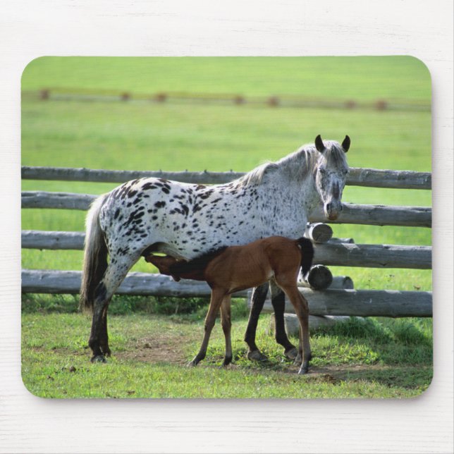 Mousepad Appaloosa Mare e Colt Horse (Frente)