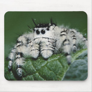 Mousepad Aranha Saltadora Metaphid