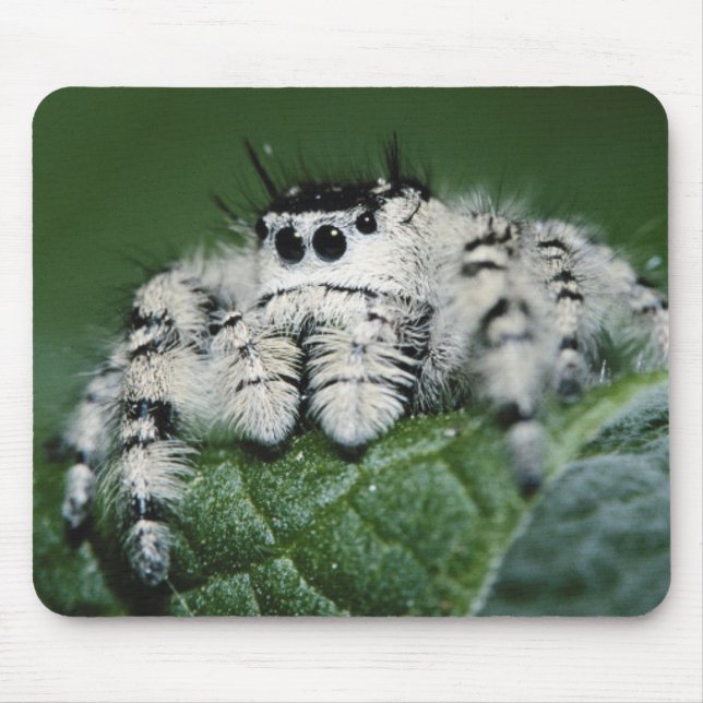 Mousepad Aranha Saltadora Metaphid (Frente)