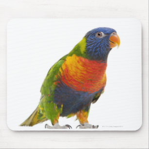Mousepad Arco-íris fêmea Lorikeet - Trichoglossus