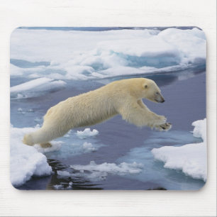 Mousepad Árctico, Svalbard, Urso Polar estendido e