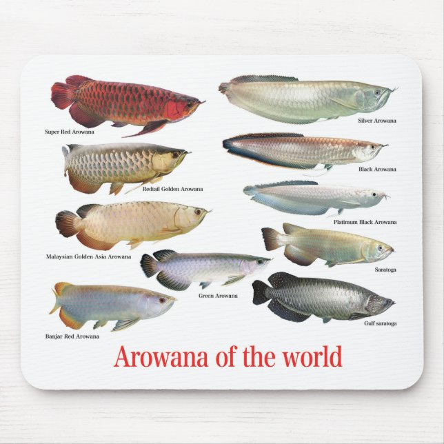 Mousepad Arowana (Frente)