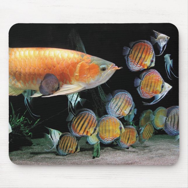 Mousepad Arowana asiáticaとPeixe de disco (Frente)