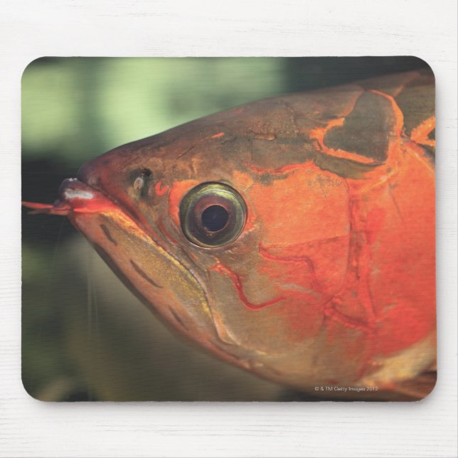 Mousepad Arowana asiática (Frente)