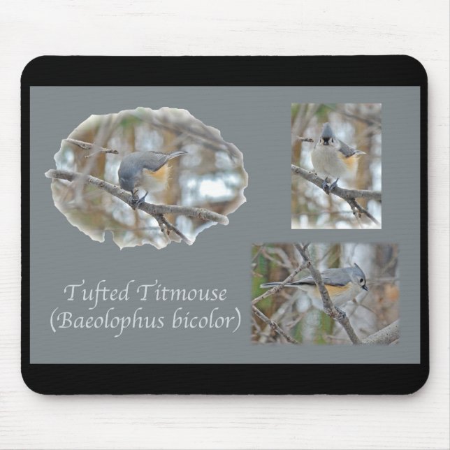 Mousepad Artigos com Titmouse tufado (Baeolophus bicolor) (Frente)
