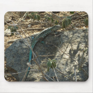 Mousepad Aruban Whiptail Lizard Fotografia Animal Tropical