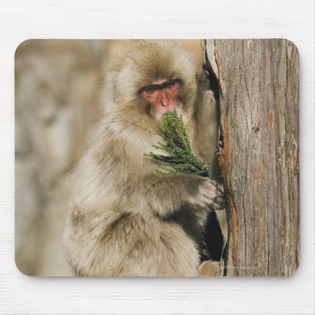 Mousepad Árvore de Subida em Macaco Japonês, Folhas de Comi (Frente)