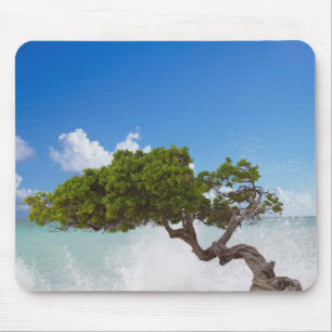 Mousepad Árvore Divi Divi, Praia Eagle, Aruba, Caribe