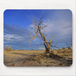 Mousepad Árvore Espinho de Camelo Morto (Acacia Erioloba)