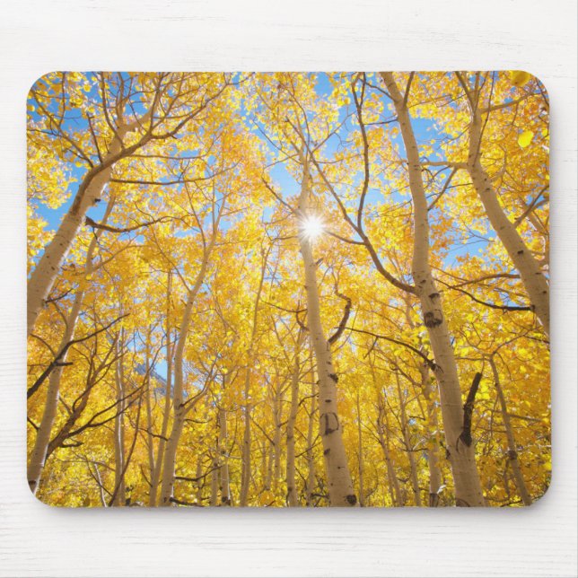 Mousepad Árvores de Aspen | Montanhas Sierra Nevada, CA (Frente)