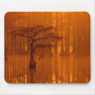 Mousepad Árvores de Cipreste Parque Estadual George Smith