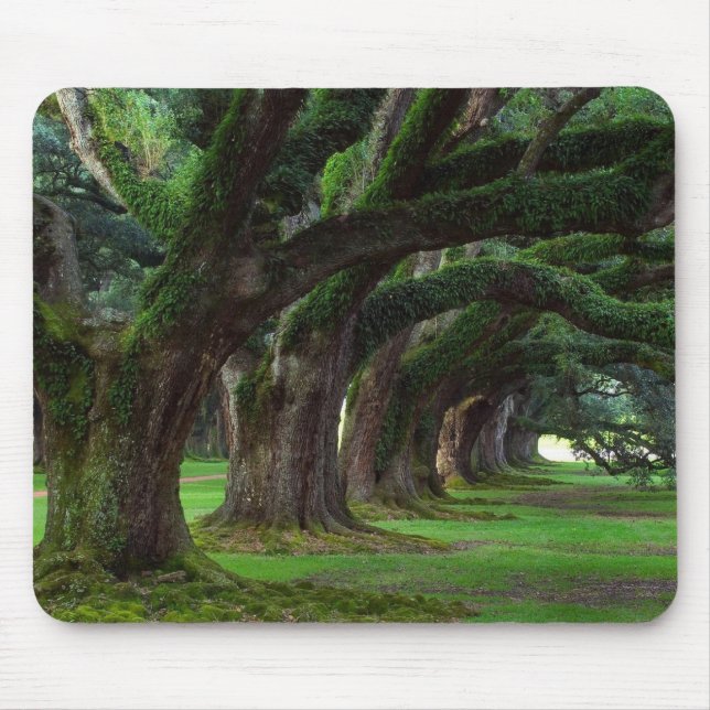 MOUSEPAD ÁRVORES DE LOUISIANA LIVE OAK (Frente)