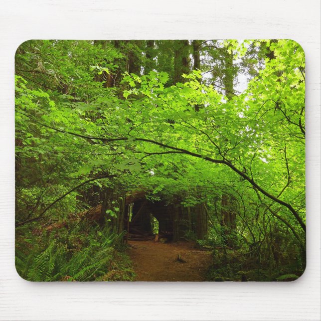 Mousepad Árvores de Maple na Floresta de Redwood (Frente)