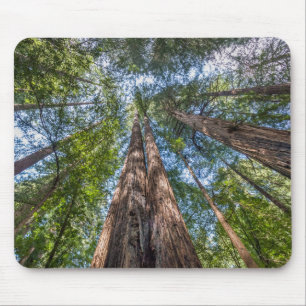 Mousepad Árvores de Sequoia Condado de Marin, Califórnia