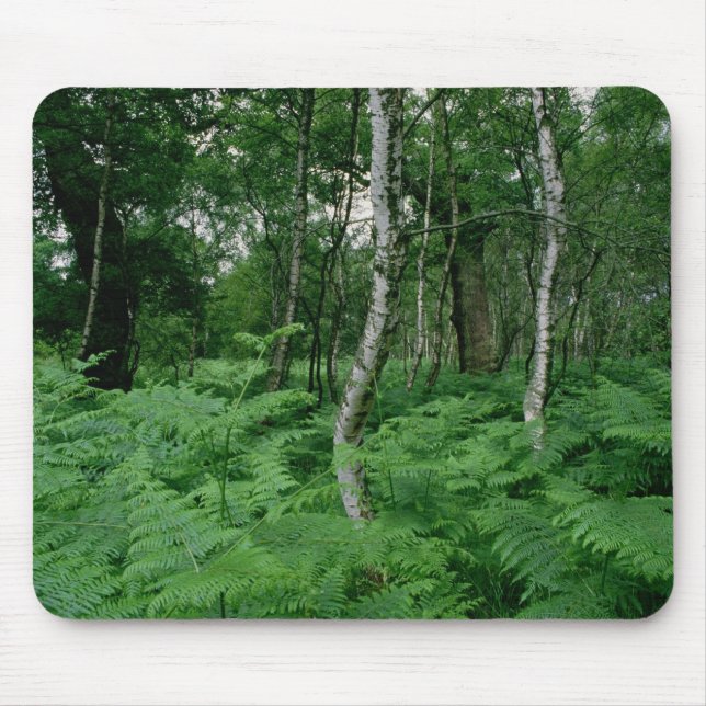 Mousepad Árvores de vidoeiro de prata e samambaias, (Frente)