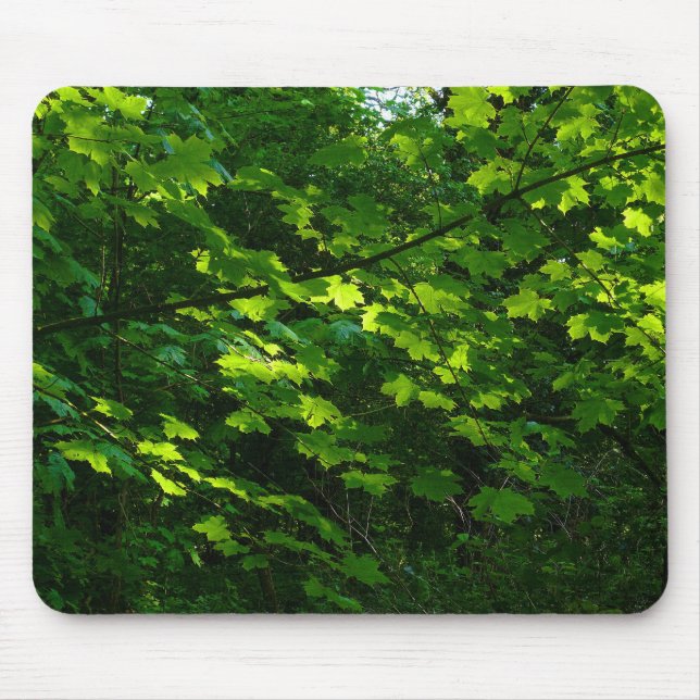 Mousepad Árvores na Primavera. Bute Park, Cardiff. Gales (Frente)