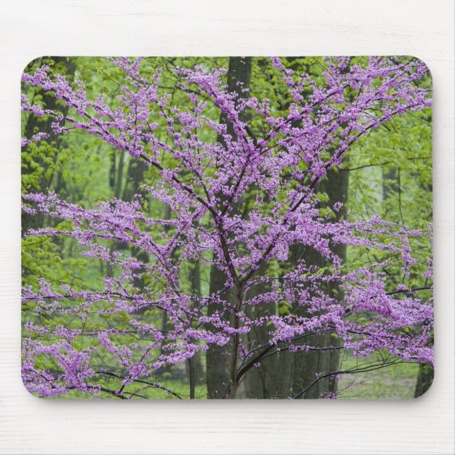 Mousepad Árvores Redbud em plena floração de primavera pert (Frente)