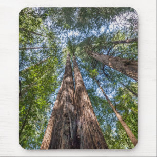 Mousepad Árvores Redwood Condado de Marin, Califórnia