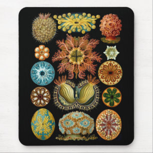 Mousepad Ascidiacea