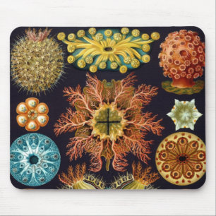 Mousepad Ascidiae por Ernst Haeckel, Animais Marinhos Antig