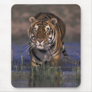 Mousepad ÁSIA, Índia Tigre andando pela água