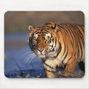 Mousepad ÁSIA, Índia, Tigre Bengala Panthera tigris)