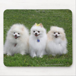 Mousepad Assento de 3 Pomeranians