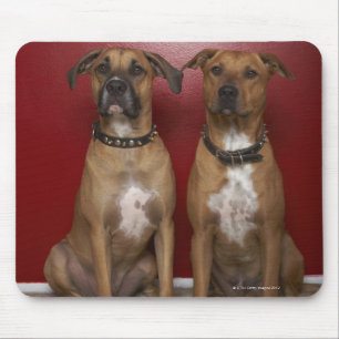 Mousepad Assento de dois terrier de stanford do americano