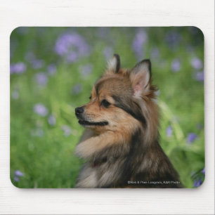 Mousepad Assento do Headshot de Pomeranian
