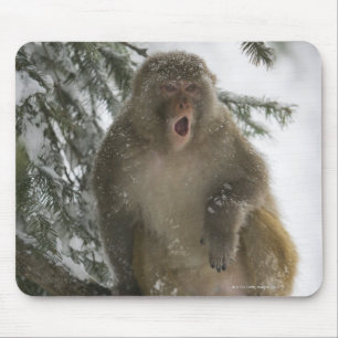 Mousepad Assento do macaco de Macaque do Rhesus (mulatta do