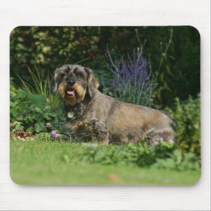 Mousepad assento padrão Fio-de cabelo do Dachshund