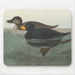 Mousepad Audubon American Scoter Duck Classic