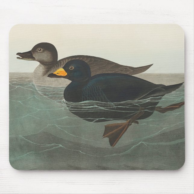 Mousepad Audubon American Scoter Duck Classic (Frente)